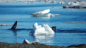 Будущее серых китов у берегов Чукотки зависит от здоровья морского дна