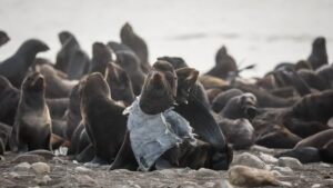 Волонтеры ищут поставщиков товаров в опасной для фауны пластиковой упаковке