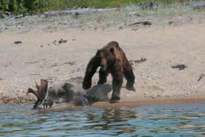 Законы тайги: три медведя устроили жестокую битву за добычу на Байкале