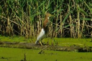 Орнитологическая сенсация: в Приамурье засняли белокрылую цаплю