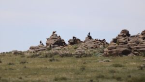 Возвращение аргали: сможет ли Забайкалье исправить ошибку XIX века?