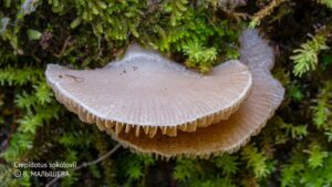 Грибной дуплет в Приморье: новый вид и редкий «гость» из Индии