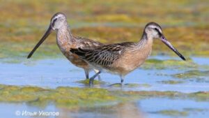 Орнитолог встретил в Даурском заповеднике более ста видов редких птиц