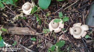 Тихий сигнал природы: в Силинском лесу появились «звездные» грибы