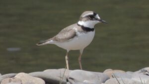 Призрак галечных пляжей: кто такой уссурийский зуёк и почему он под угрозой?