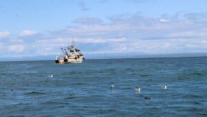 Экспедиция ВНИРО оценила запасы минтая и трески у берегов Камчатки