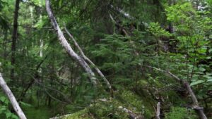 Судьба камчатских лесов: специалисты ищут ответы в стволах деревьев