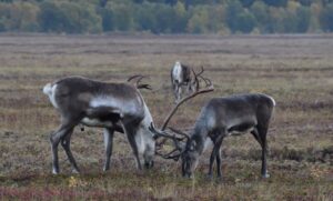 Вулканический пепел на Камчатке: скрытая угроза для дикой природы