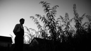 Чем грозит дальневосточникам новый закон о борьбе с опасными сорняками