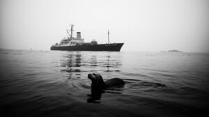 Курильских каланов пересчитают для защиты от рыболовства и туризма