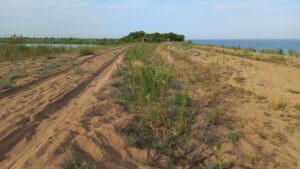 На побережье озера Ханка исчезает уникальный краснокнижный цветок