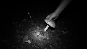 Приамурье: грибной сезон открывает период разрушения лесной экосистемы