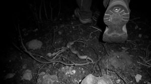 Сыворотки нет: чем опасны встречи со щитомордником в Приморье