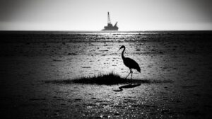 Будущее стерха: якутскому нацпарку выделили средства на защиту популяции