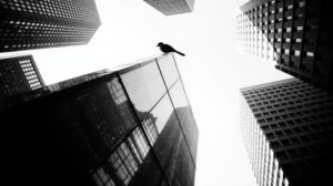 Почему исчезают воробьи: как наши города теряют привычных пернатых