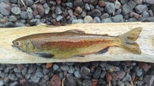 Климат меняет эволюцию: уникальный лосось Камчатки в зоне риска