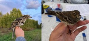 Орнитологи в Якутии окольцевали почти 1300 птиц за два месяца