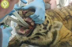 Уникальная операция: как сахалинские врачи спасали тигрицу в Приморье