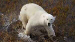 «Медвежьи острова»: нацпроекты меняют облик заповедных земель