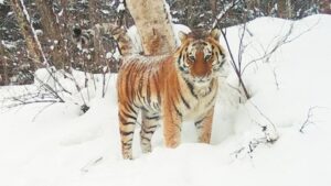 Хозяин тайги стал изгнанником: почему амурский тигр выходит к людям