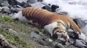 Гибель тигра в Приморье: несчастный случай или сокрытие улик?