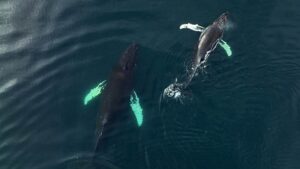 Берингия: беспилотники помогают следить за здоровьем китов