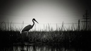 Осенний сбор аистов: краснокнижные птицы Приамурья готовятся к отлету