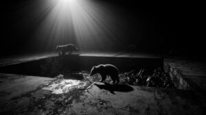 Рыбные отходы на заводах создают &laquo;медвежьи ловушки&raquo; на Камчатке