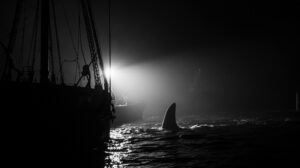 Не только акулы: Охотское море осваивают пришельцы с юга