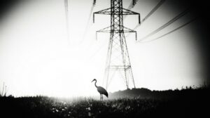 Стерх в объективе: жителей Якутии просят следить за миграцией птиц