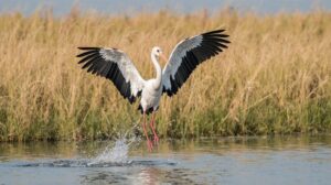 Второй шанс: спасенного аистенка вернули в природу перед зимовкой