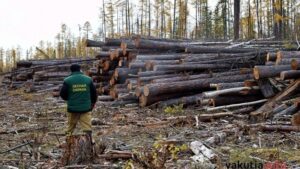 Наследие лесорубов в Якутии: брошенная древесина и опасные отходы