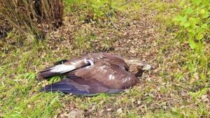 Спасенный в Якутии беркут уже никогда не вернется в дикую природу