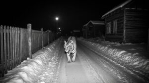 Голодный тигр у порога: почему хозяин тайги просит помощи у людей