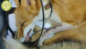 Прирученные на смерть: почему лисы гибнут на дальневосточных трассах