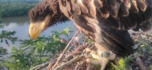 Большая слежка за орланами: выживут ли краснокнижные хищники?