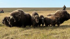 Плейстоценовый парк в Якутии принял стадо овцебыков с арктического острова