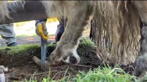 &laquo;Педикюр&raquo; без наркоза: в якутском парке провели обрезку копыт у яков