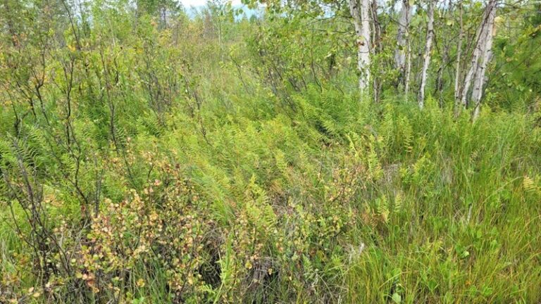 В Забайкалье вновь обнаружили редкий папоротник из Красной книги