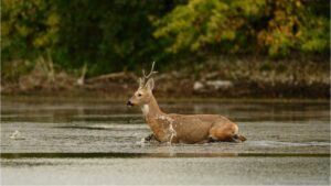 В Приамурье стартовала осенняя миграция сибирской косули
