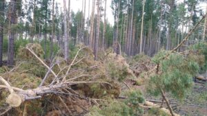 Ущерб от вырубки деревьев в Приморье превысил 46 миллионов рублей