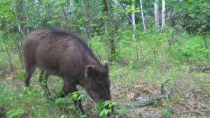 Экологическое эхо свиной чумы: тайга Дальнего Востока пустеет
