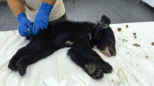 В Приморье спасают истерзанного собаками гималайского медвежонка