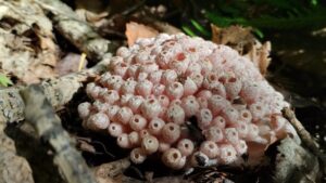 Южный гриб в Хинганском заповеднике: природа меняет свои границы