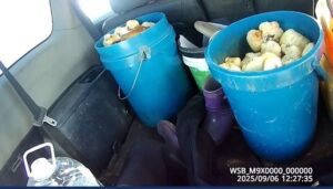 В Приамурье задержали иностранцев с двумя ведрами краснокнижных грибов