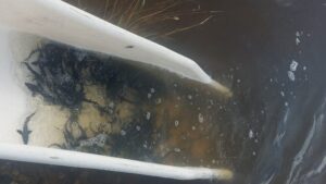 В реку Зею выпустили рекордную партию молоди амурского осетра