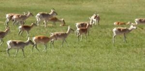 В Забайкалье подсчитали популяцию монгольских антилоп–дзеренов