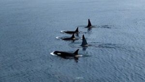 Экспедиция на Курилах собрала новые данные о жизни косаток