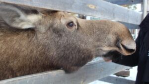 Зимние будни парка в Якутии: тонны сена и дрова для павлинов