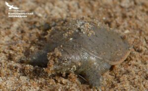 Черепашата с острова Кеори: как выживают черепахи на Амуре